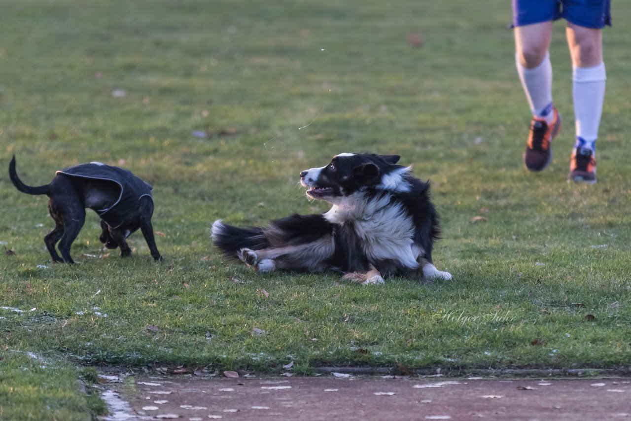 Bild 9 - Hundeshooting